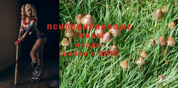сатива Новодвинск